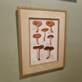 Frame botanical board mushrooms
