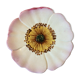 Dabbling plate, polychrome ceramic glazed Coquelicot, Massier?