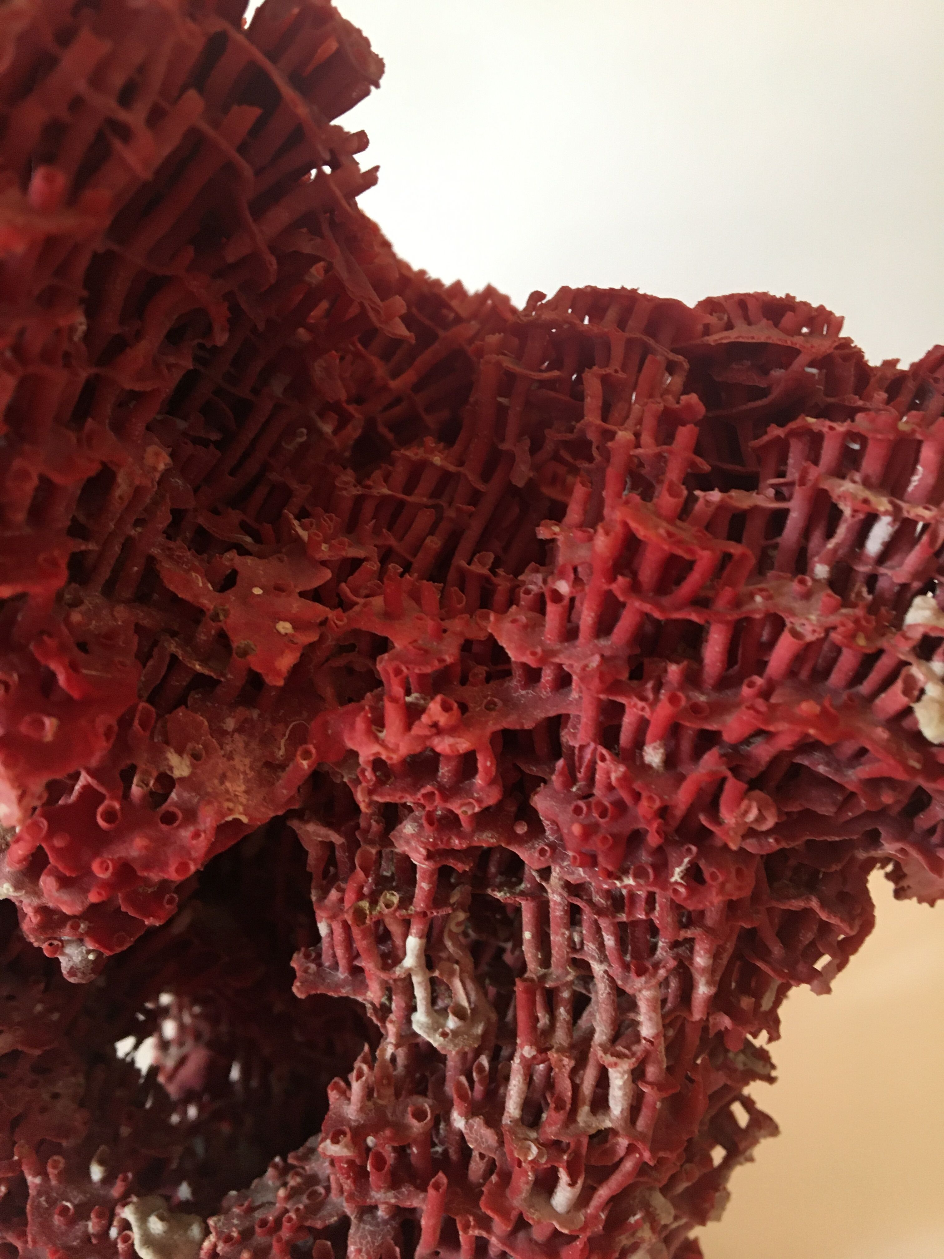 Corail rouge Tubipora Musica, années 70