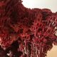 Corail rouge Tubipora Musica, années 70