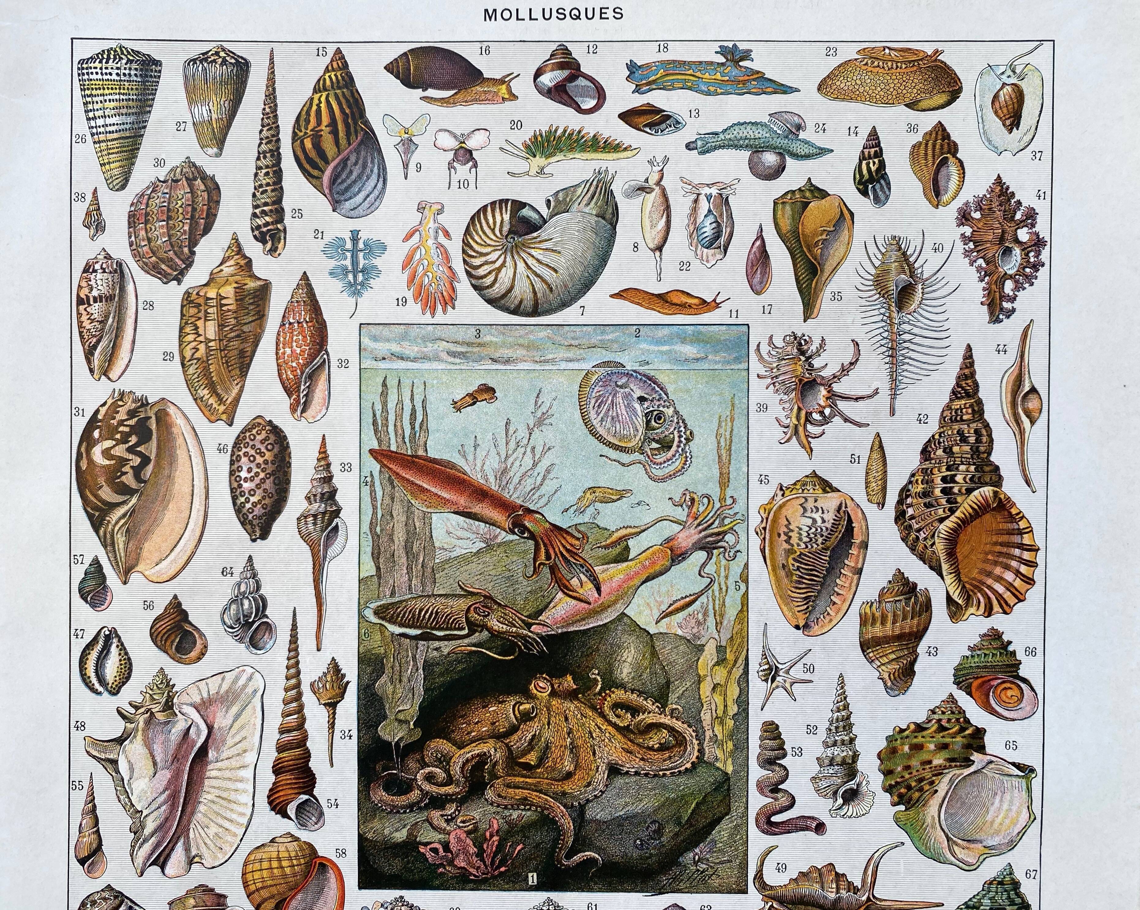 Illustration Millot "Mollusques"