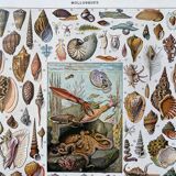 Illustration Millot "Mollusques"