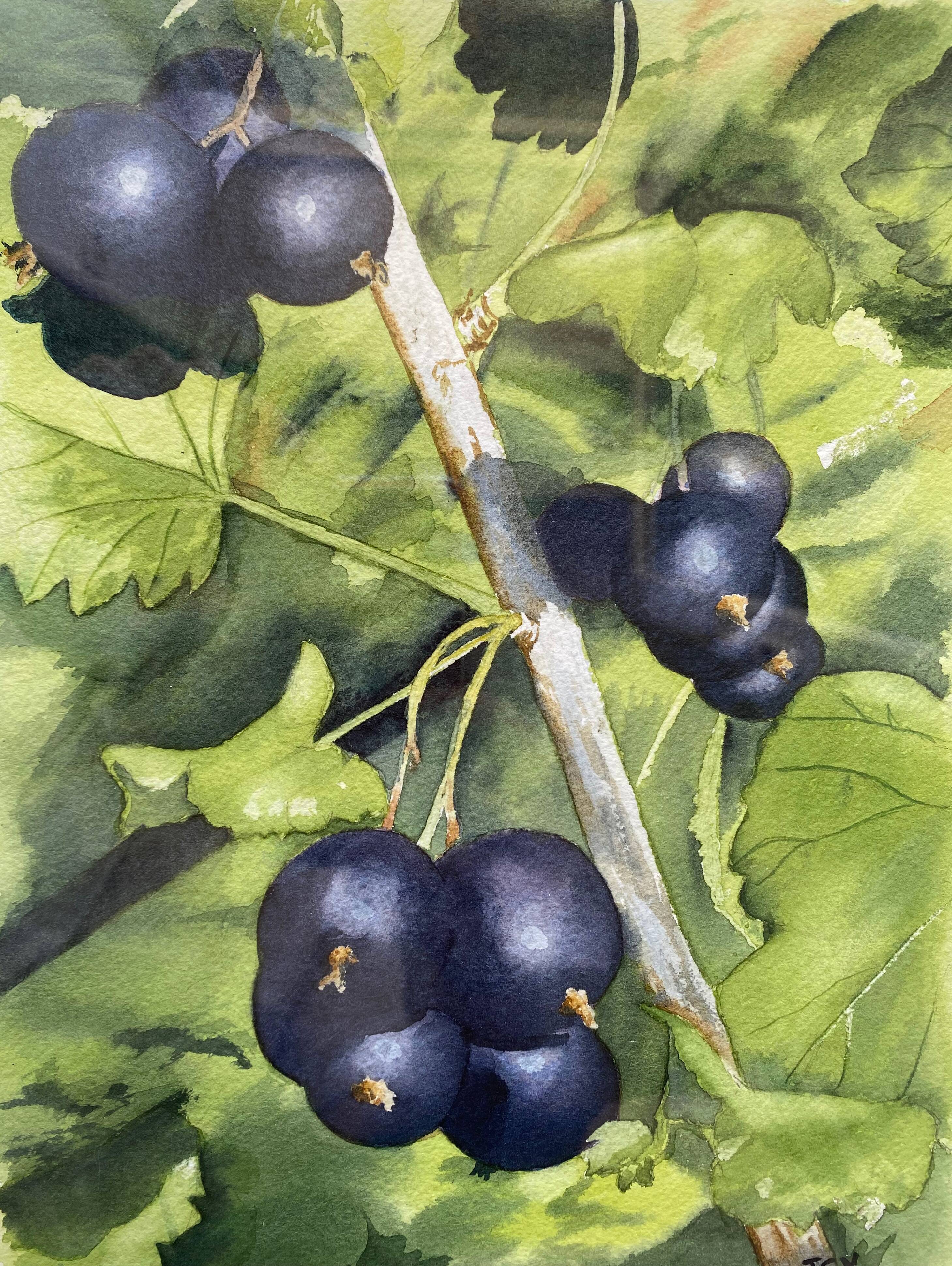 Watercolor painting "Les Cassis" signed J.C.V.