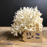 Coral nest