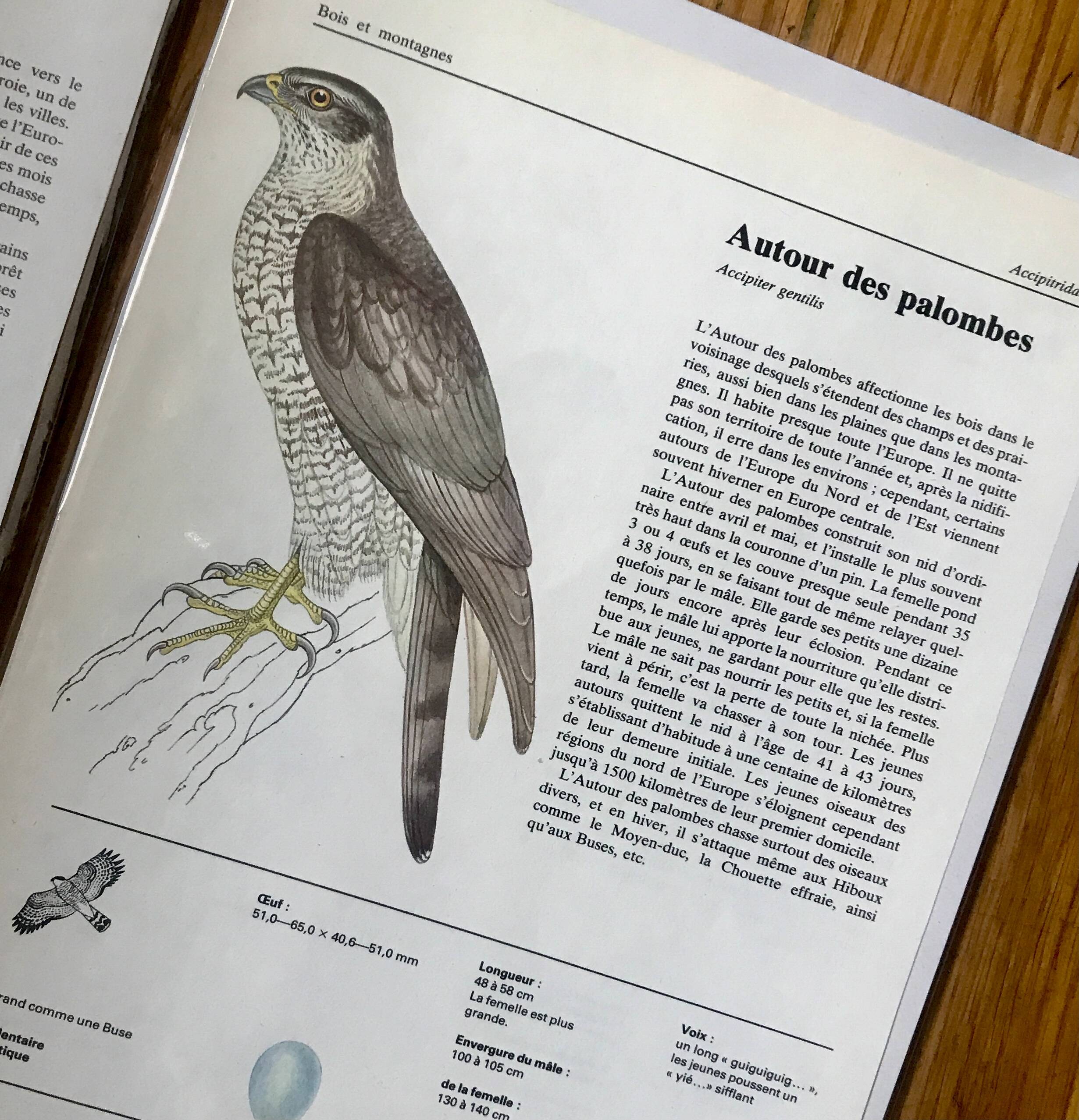 Raptor illustrations