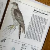 Raptor illustrations