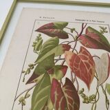 Botanical plate