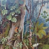 Engraving from 1909 - Tropical forest - Old German plate - Chromolithograph