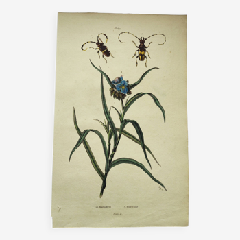 Gravure ancienne de 1838 -Plante Tradecantie et insecte- Planche coloriée à la main zoologique