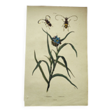 Gravure ancienne de 1838 -Plante Tradecantie et insecte- Planche coloriée à la main zoologique
