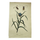 Old engraving from 1838 - Tradecantie plant and insect - Zoological hand-colored board