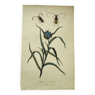 Gravure ancienne de 1838 -Plante Tradecantie et insecte- Planche coloriée à la main zoologique