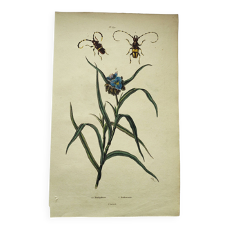 Old engraving from 1838 - Tradecantie plant and insect - Zoological hand-colored board