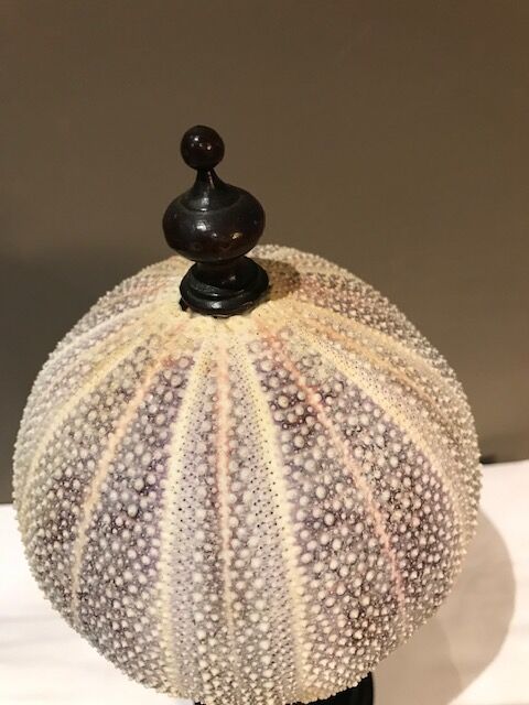 Sea urchin for Cabinet of Curiosities