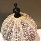 Sea urchin for Cabinet of Curiosities