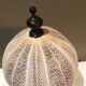 Sea urchin for Cabinet of Curiosities