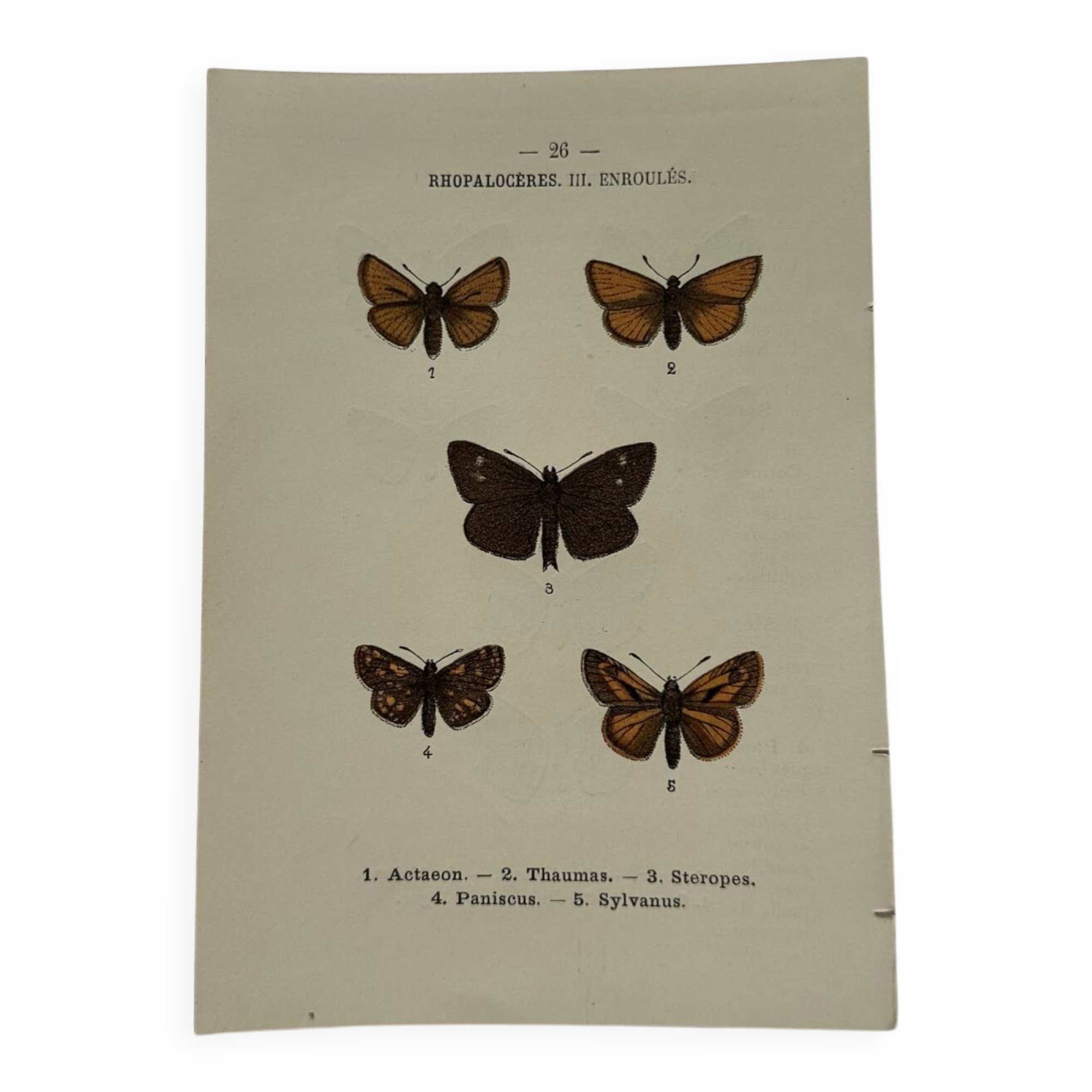 Botanical Plate 1800 Old naturalist engraving 19th century double-sided