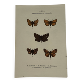 Botanical Plate 1800 Old naturalist engraving 19th century double-sided
