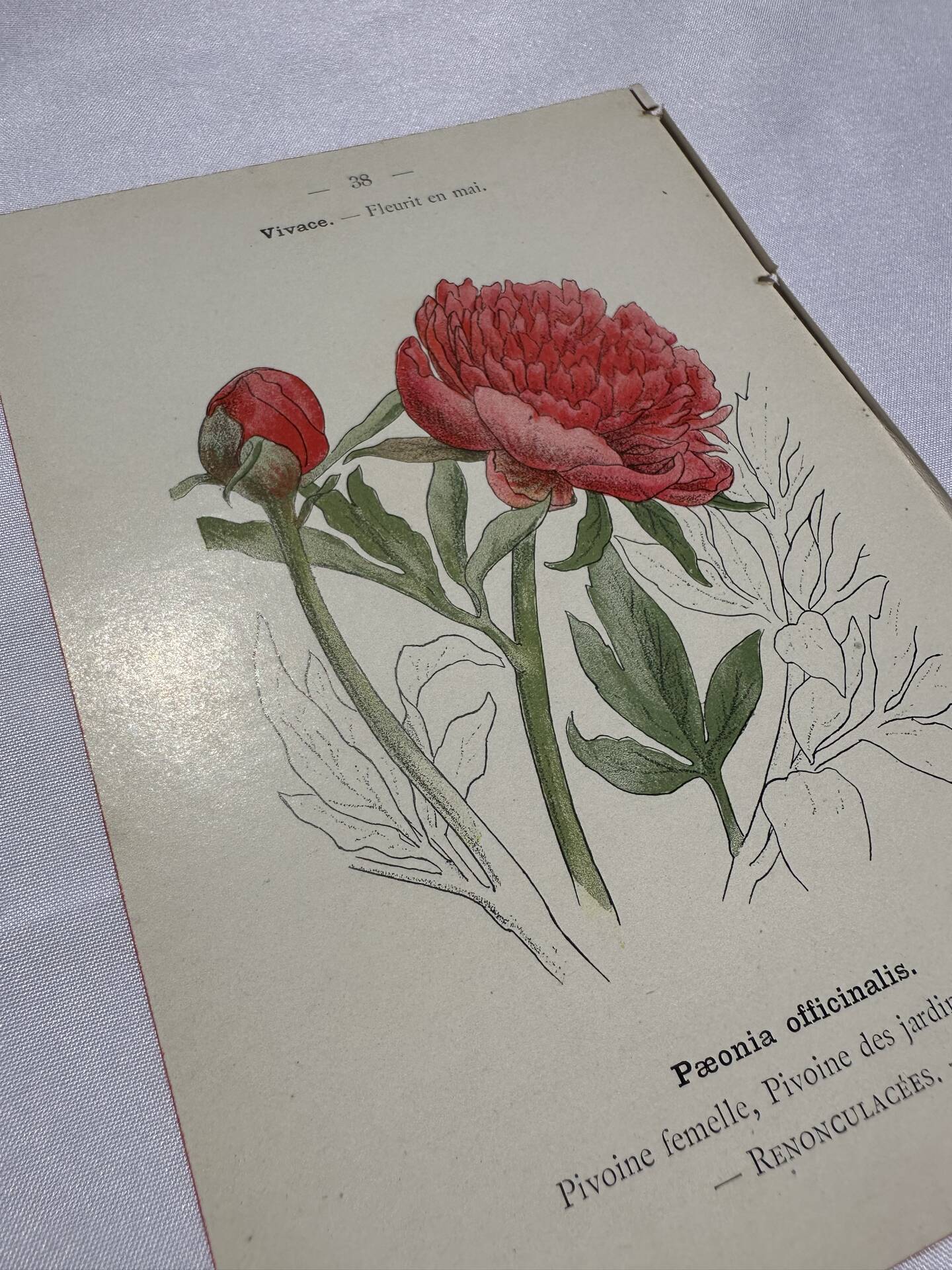 Gravure botanique originale  (1840-1880) double face  Superbe plan