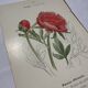Gravure botanique originale  (1840-1880) double face  Superbe plan