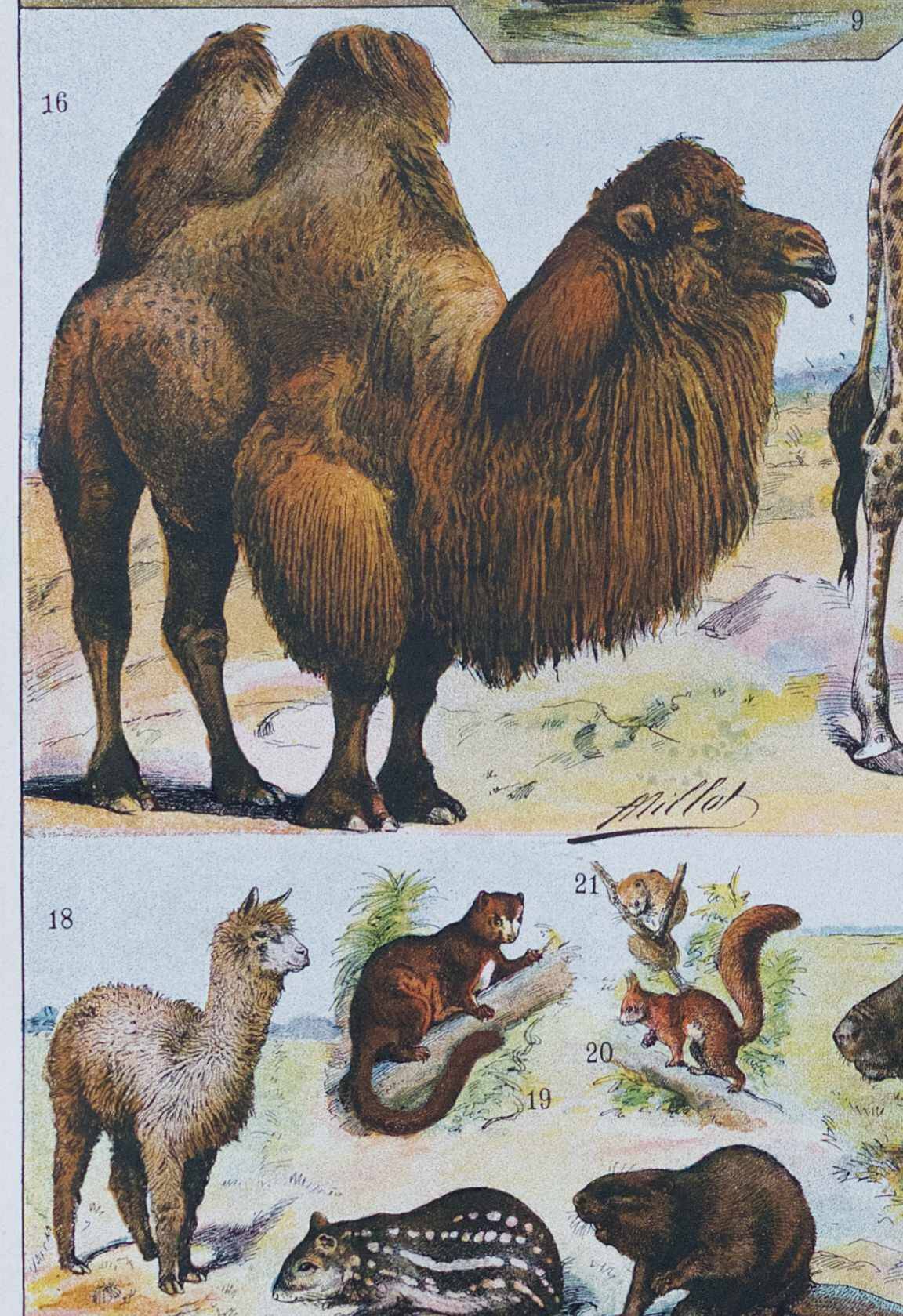 Original plate from 1930: wild and domestic mammals
