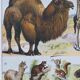 Original plate from 1930: wild and domestic mammals