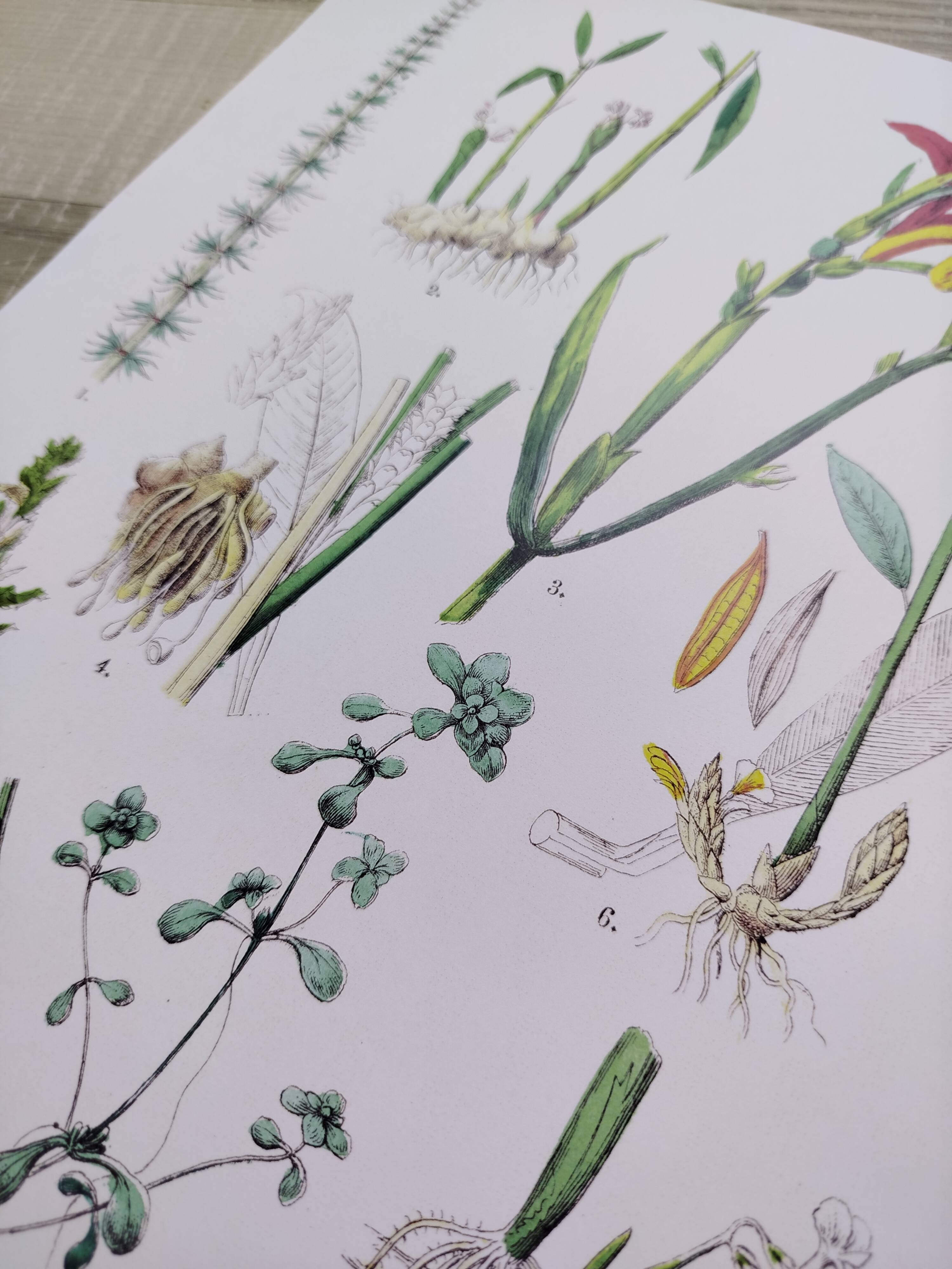 Poster on plants, based on an engraving from 1881 "ginger"