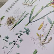 Poster on plants, based on an engraving from 1881 "ginger"