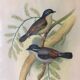 Framed botanical board birds 34X44