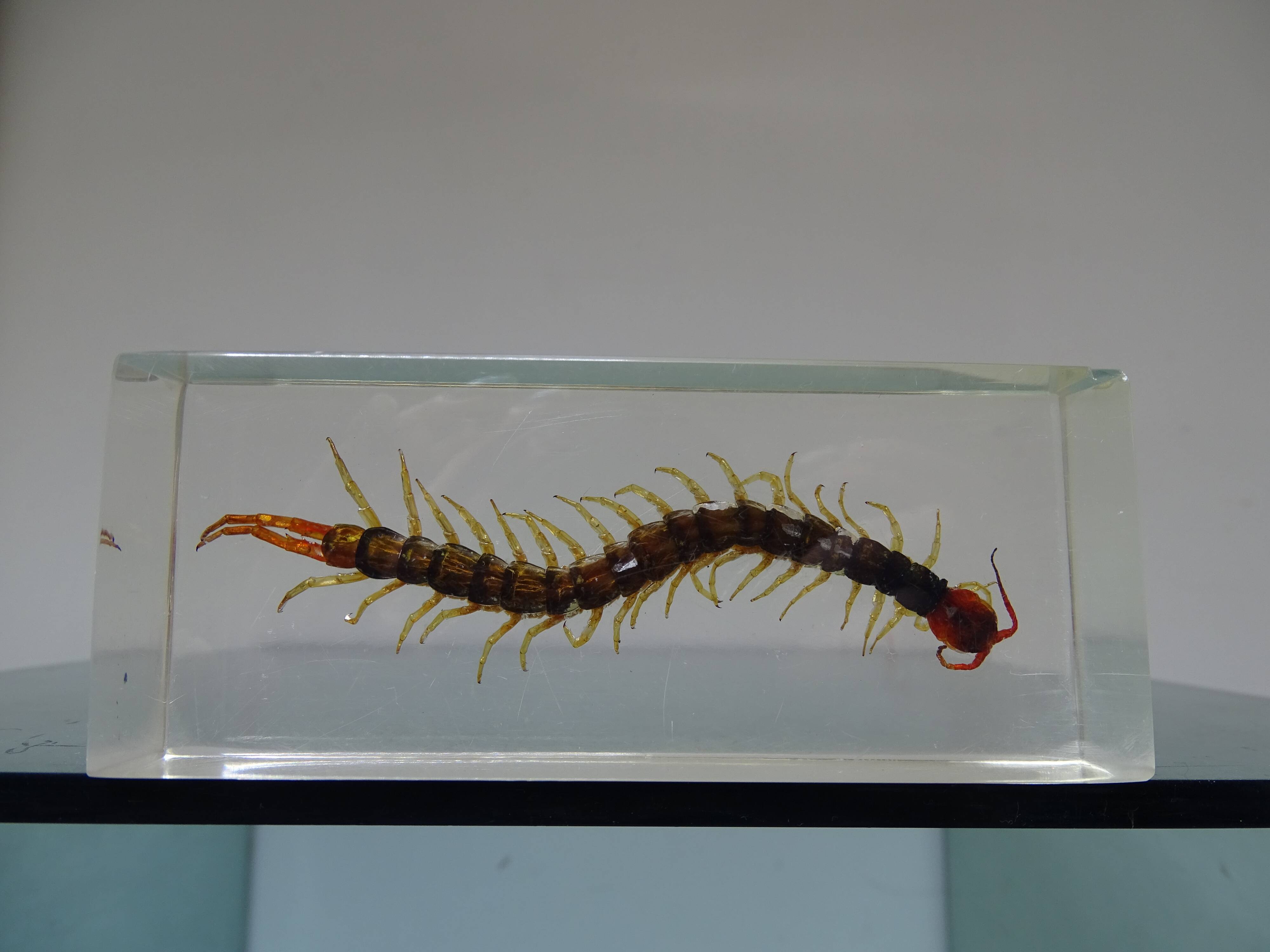 A thousand paw inclusion vintage queen