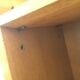 Oak bookcase with brass clogs, 60's