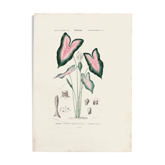 Planche de botanique