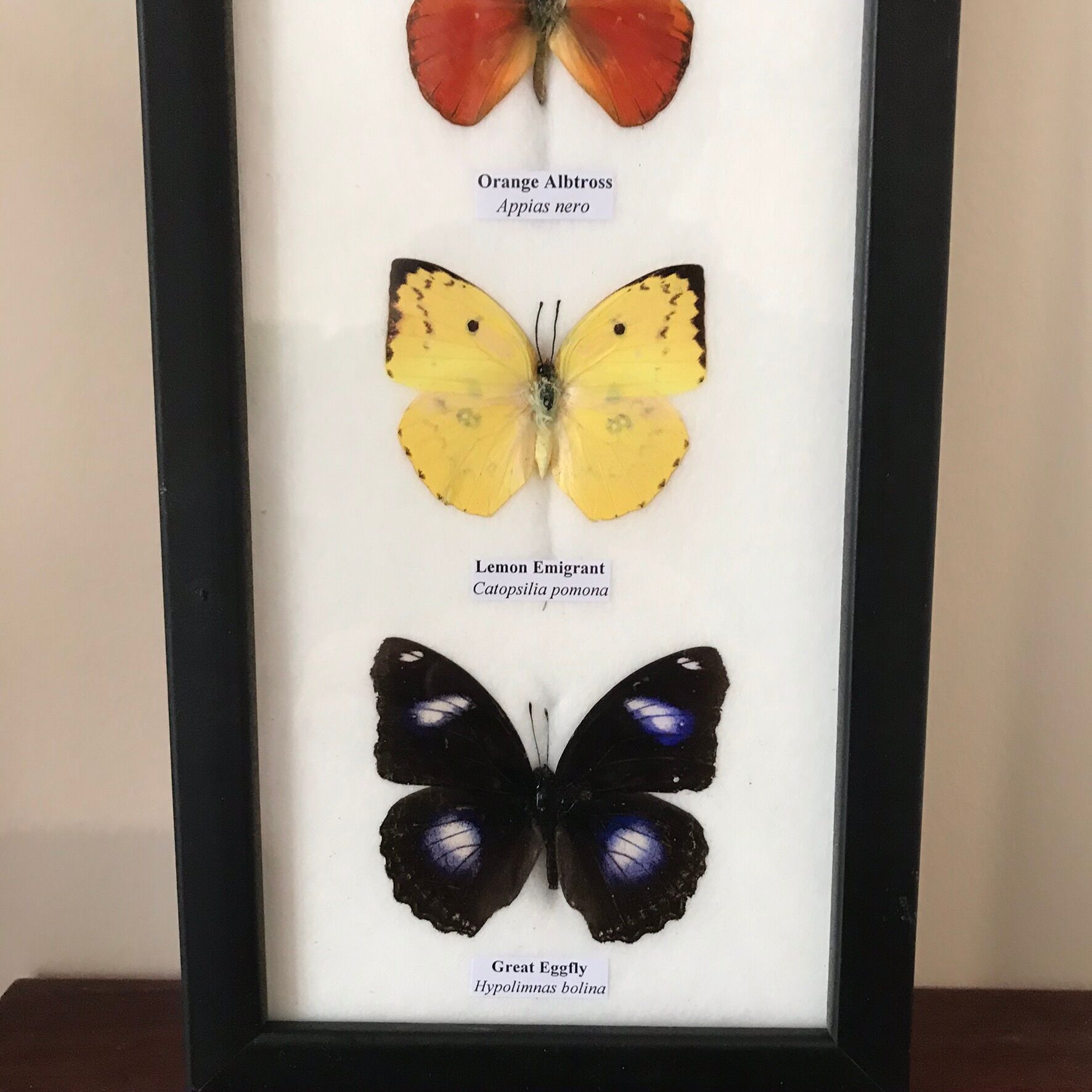 Frame Butterflies assortment 14 cm x 25 cm