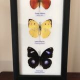 Frame Butterflies assortment 14 cm x 25 cm