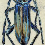 Bas relief painting / earth Beetle entomology A. Prudhomme Cabinet of curiosities