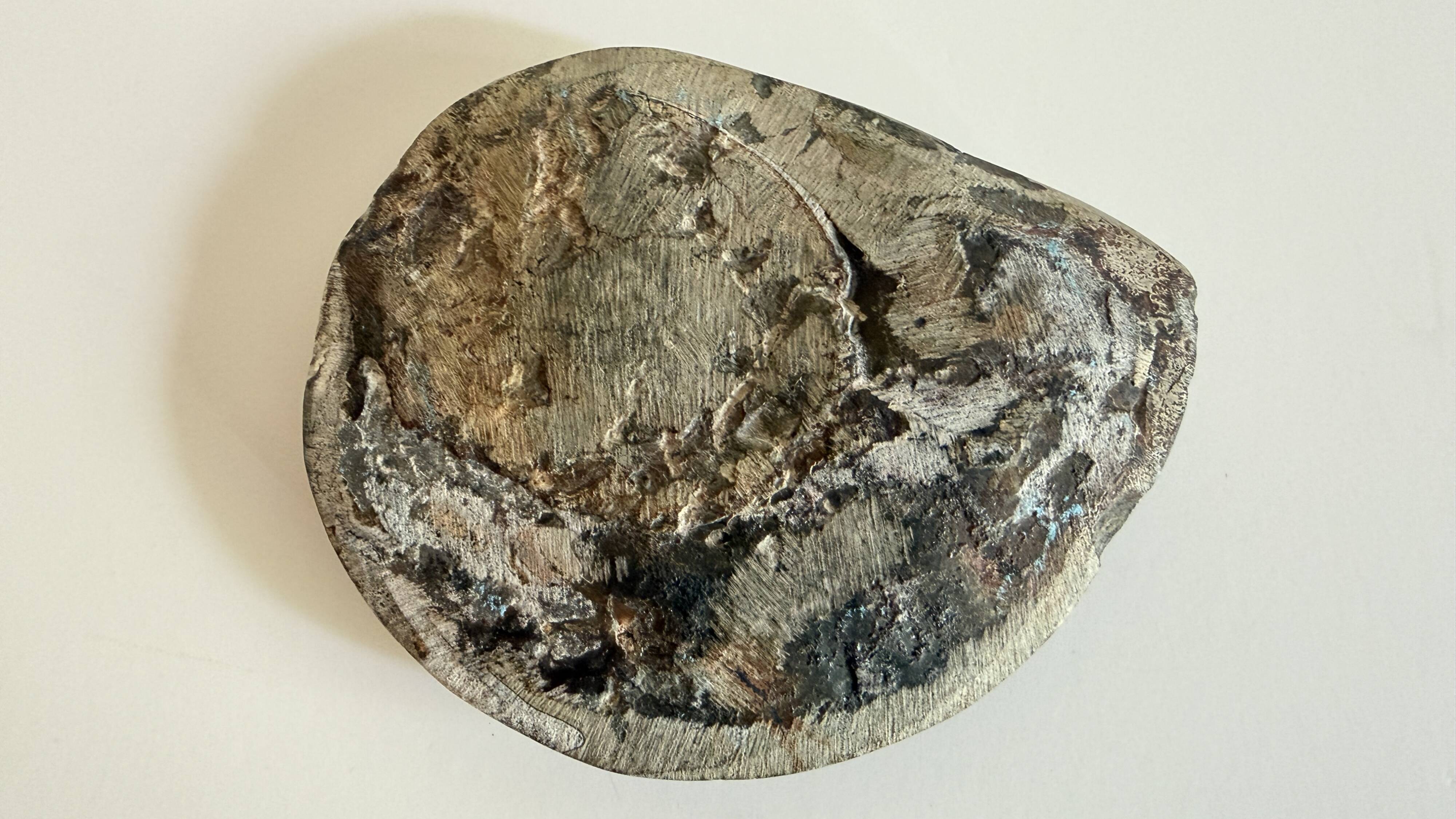 Fossil ammonite