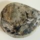 Fossil ammonite