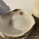 6 flat plates fish in beige ceramic Salins les bains