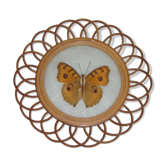 Papillon naturalisé, support rotin de 1970