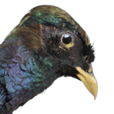 Mounted ringneck pheasant on wooden plank taxidermy