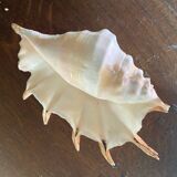 Conch shell