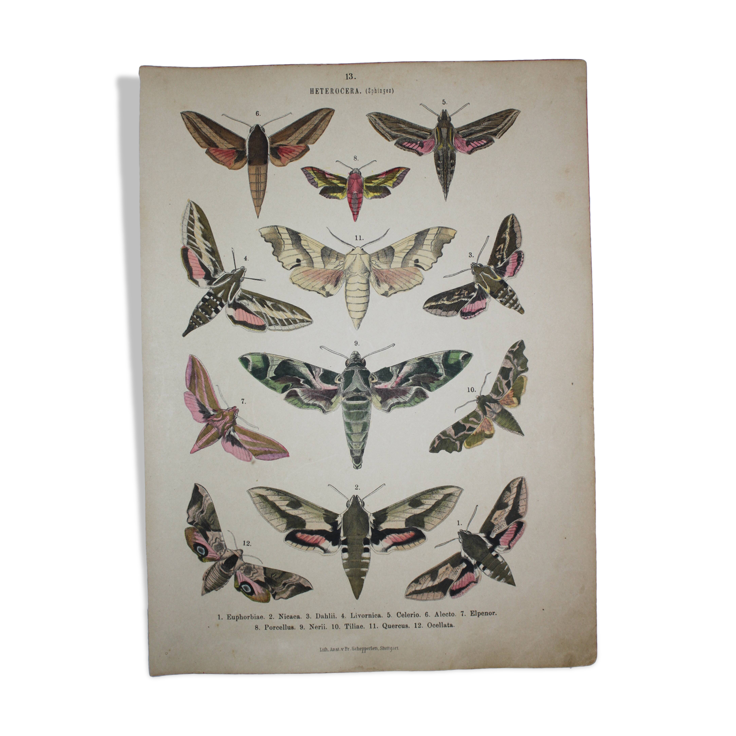 Ancienne gravure Papillon - Lithographie de 1887 - Euphorbia - Illustration entomologique