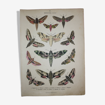 Old Butterfly engraving - Lithograph from 1887 - Euphorbia - Entomological illustration