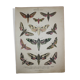 Ancienne gravure Papillon - Lithographie de 1887 - Euphorbia - Illustration entomologique