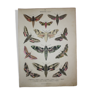 Old Butterfly engraving - Lithograph from 1887 - Euphorbia - Entomological illustration