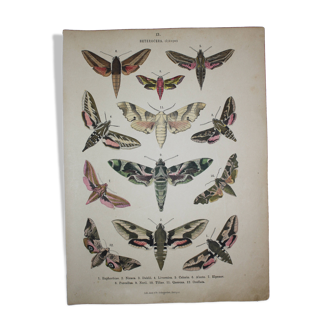 Ancienne gravure Papillon - Lithographie de 1887 - Euphorbia - Illustration entomologique