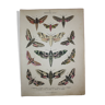 Old Butterfly engraving - Lithograph from 1887 - Euphorbia - Entomological illustration