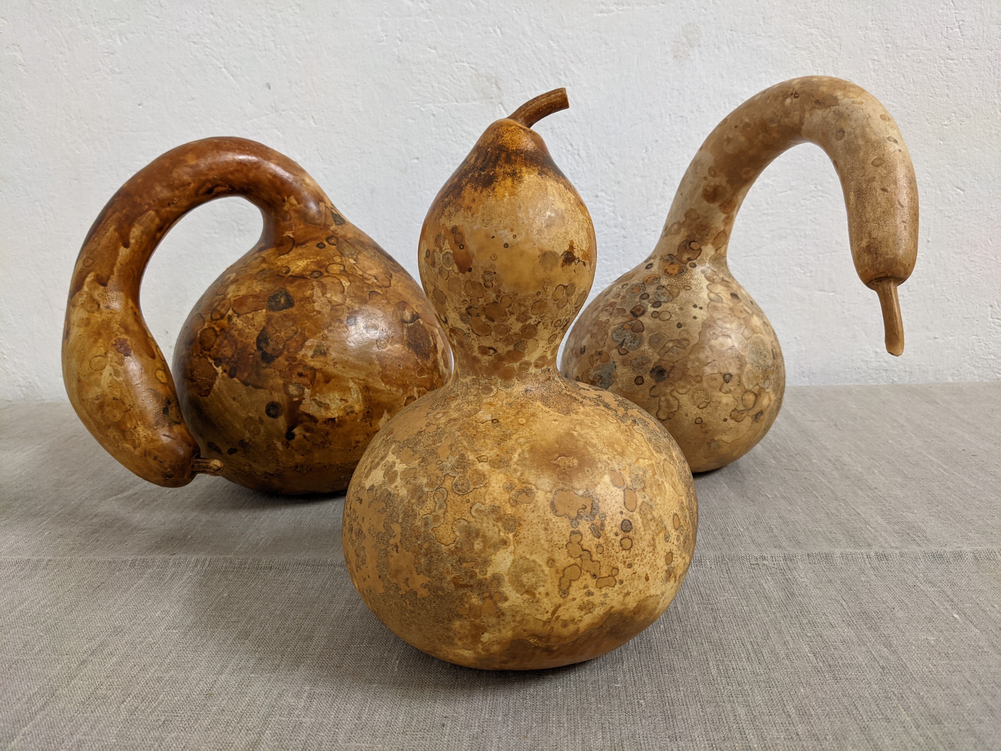 Set of 3 decorative dried coloquintes from the 70s