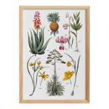 Poster about plants, based on an 1881 engraving "pineapple"