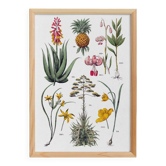 Poster about plants, based on an 1881 engraving "pineapple"